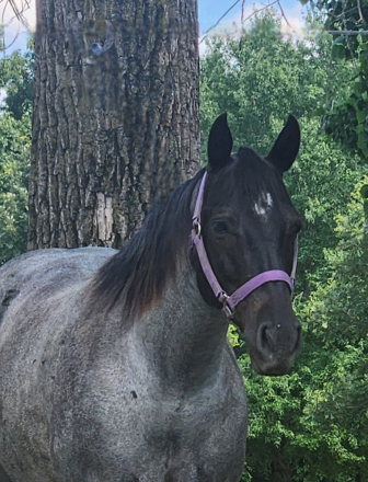 HorseID: 2318005 One Roan Dulce 101 - PhotoID: 1104976