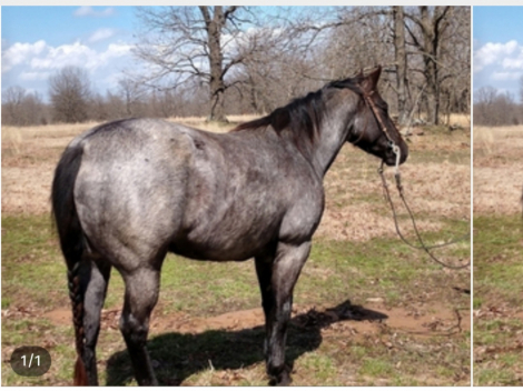 HorseID: 2318005 One Roan Dulce 101 - PhotoID: 1104979