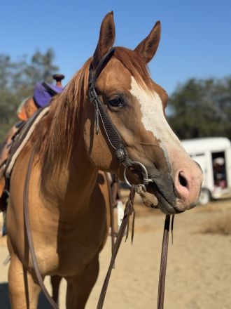 HorseID: 2318013 DVS Dun Outta Money - PhotoID: 1104969