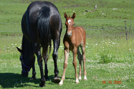 HorseID: 2318017 CLG Driftin Bass - PhotoID: 1104972