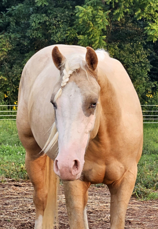 HorseID: 2318021 HBHF STEAL YOUR GIRL - PhotoID: 1104973