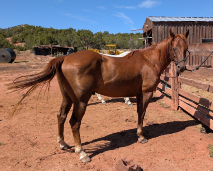 HorseID: 2318026 DD Royal Quincy Doc - PhotoID: 1104982