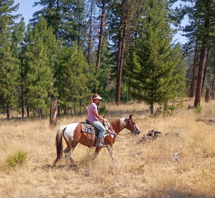 HorseID: 2318028 HollywoodsMissScarlet - PhotoID: 1104984