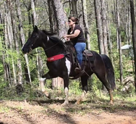 HorseID: 2318032 Ringo - PhotoID: 1105246