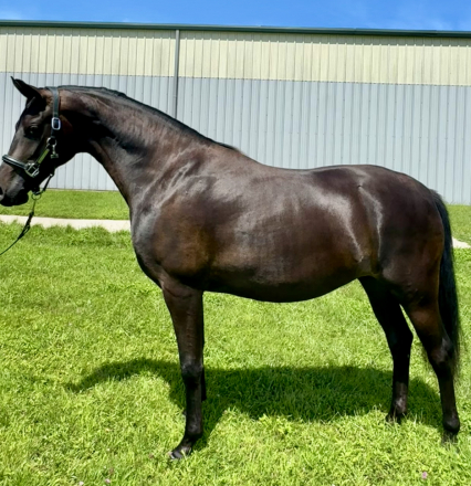 HorseID: 2318036 Florence - PhotoID: 1104986