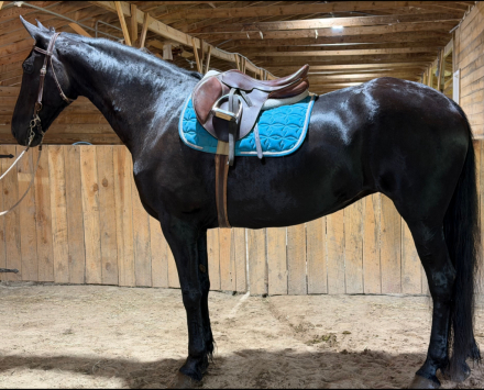 HorseID: 2318041 Anastasia - PhotoID: 1104988