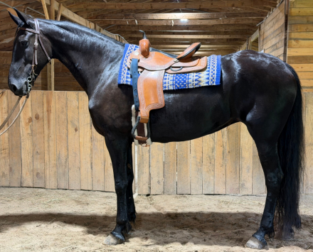 HorseID: 2318041 Anastasia - PhotoID: 1104989