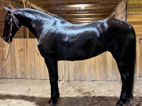 HorseID: 2318041 Anastasia - PhotoID: 1104987