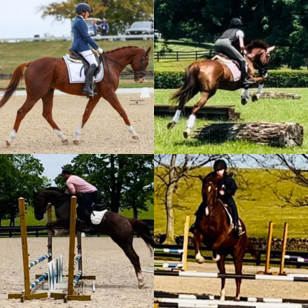 HorseID: 2318042 Quick Wit - PhotoID: 1104991