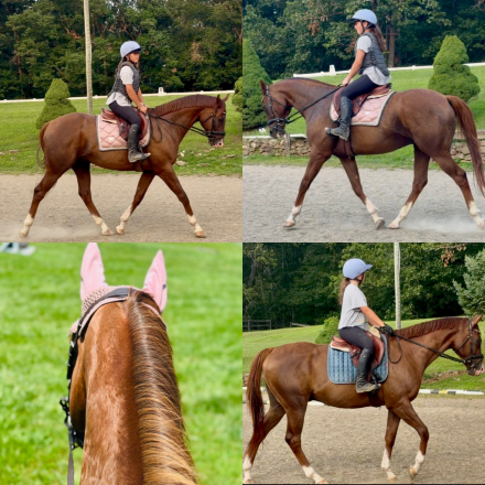 HorseID: 2318042 Quick Wit - PhotoID: 1104992