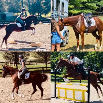 HorseID: 2318042 Quick Wit - PhotoID: 1104993