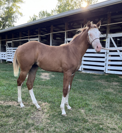 HorseID: 2318057 So Blazin Smart Chic - PhotoID: 1104998