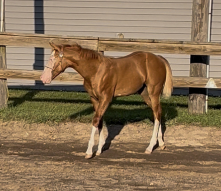 HorseID: 2318057 So Blazin Smart Chic - PhotoID: 1104999