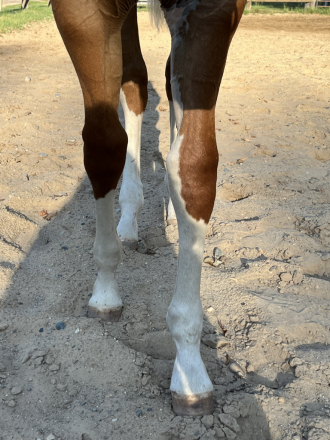 HorseID: 2318057 So Blazin Smart Chic - PhotoID: 1105000