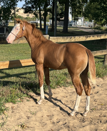 HorseID: 2318057 So Blazin Smart Chic - PhotoID: 1105002