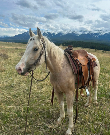 HorseID: 2318059 Sundance - PhotoID: 1105003