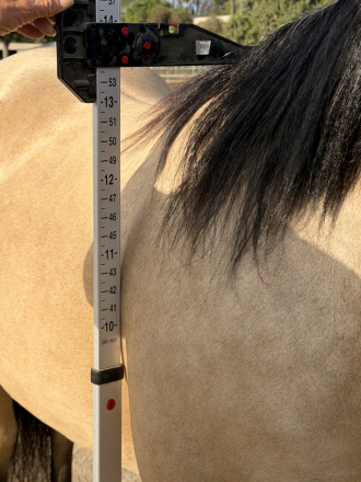 HorseID: 2318064 Shorty - PhotoID: 1105010