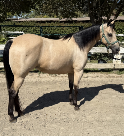 HorseID: 2318064 Shorty - PhotoID: 1105011