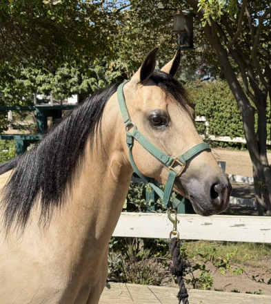 HorseID: 2318064 Shorty - PhotoID: 1105012