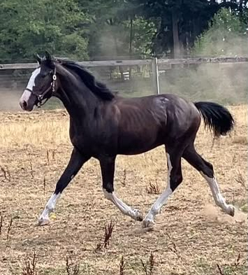 HorseID: 2318067 Dressed to Kill dAvalon - PhotoID: 1105013