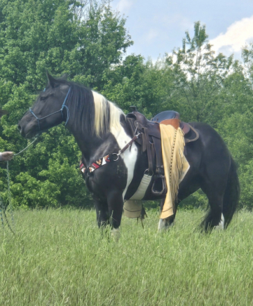 HorseID: 2318077 Griffin - PhotoID: 1105021