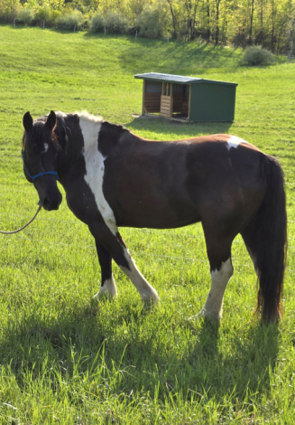 HorseID: 2318077 Griffin - PhotoID: 1105022