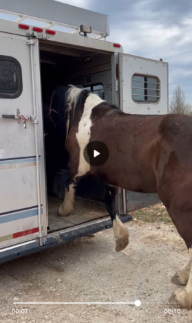 HorseID: 2318077 Griffin - PhotoID: 1105023