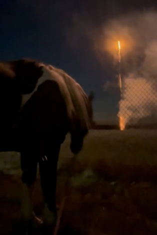 HorseID: 2318077 Griffin - PhotoID: 1105024