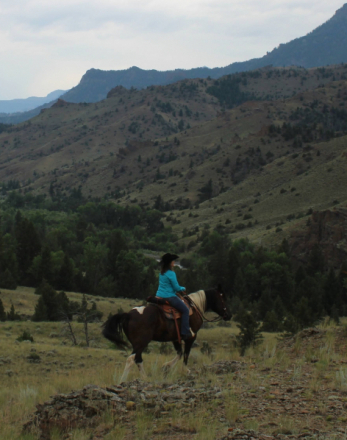 HorseID: 2318077 Griffin - PhotoID: 1105025
