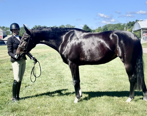 HorseID: 2318082 Sterrennacht - PhotoID: 1105031