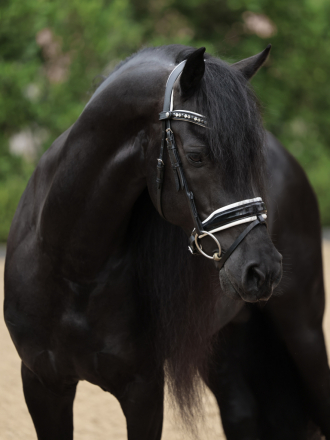 HorseID: 2318084 Saar EDI - PhotoID: 1105027