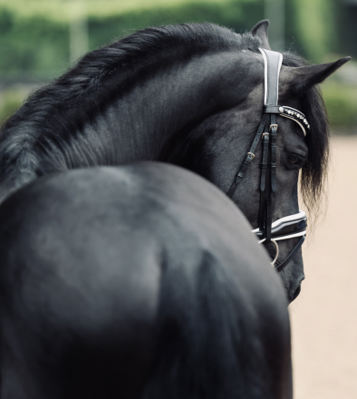 HorseID: 2318084 Saar EDI - PhotoID: 1105028