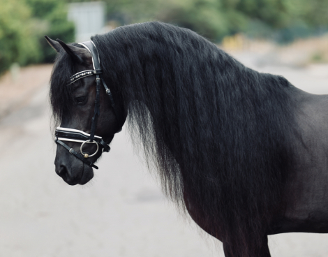 HorseID: 2318084 Saar EDI - PhotoID: 1105029