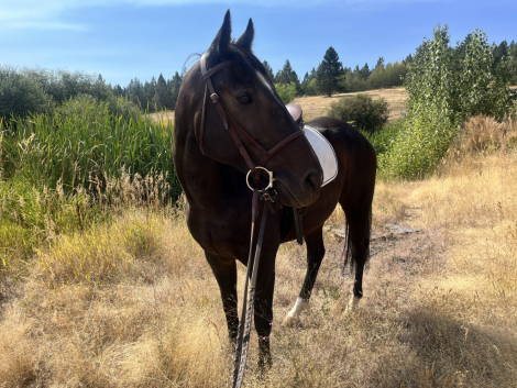 HorseID: 2318085 Dark Cyrus - PhotoID: 1105258