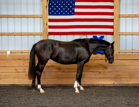 HorseID: 2318086 Prescinder - PhotoID: 1105030