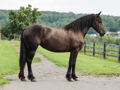 HorseID: 2318089 Rikki - PhotoID: 1105033