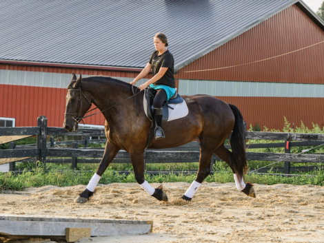 HorseID: 2318089 Rikki - PhotoID: 1105034
