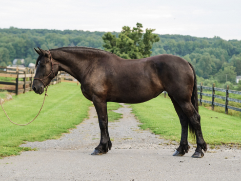 HorseID: 2318089 Rikki - PhotoID: 1105037