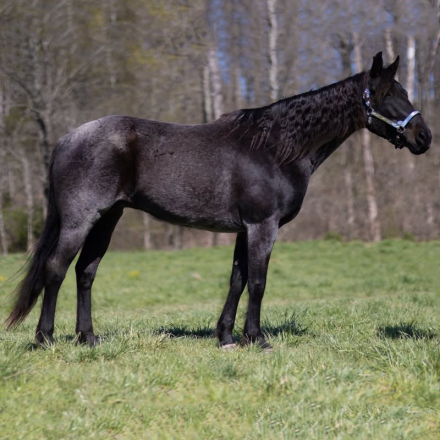 HorseID: 2318092 Twilight - PhotoID: 1105039