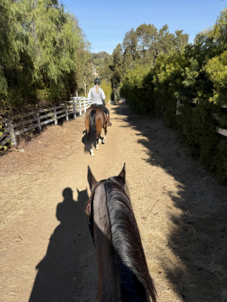 HorseID: 2318092 Twilight - PhotoID: 1105041