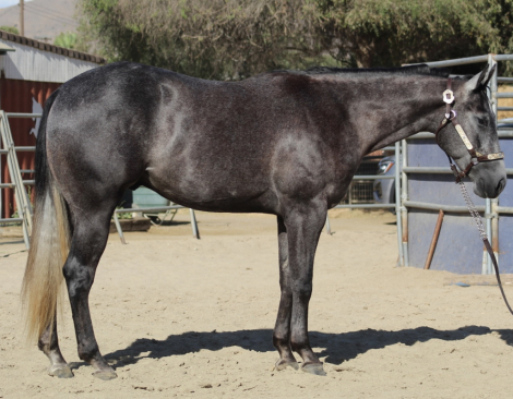 HorseID: 2318095 HIGH HOE SILVER - PhotoID: 1105044