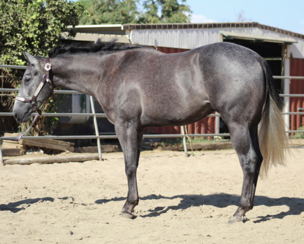 HorseID: 2318095 HIGH HOE SILVER - PhotoID: 1105045