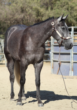 HorseID: 2318095 HIGH HOE SILVER - PhotoID: 1105046
