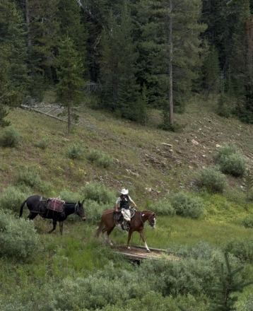 HorseID: 2318102 Kingsley - PhotoID: 1105050