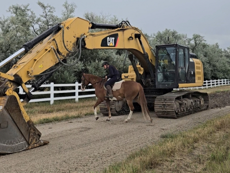 HorseID: 2318102 Kingsley - PhotoID: 1105051