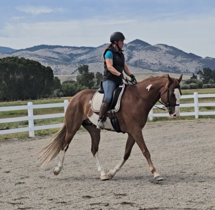 HorseID: 2318102 Kingsley - PhotoID: 1105052