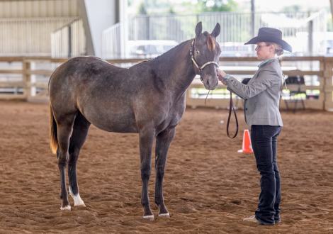 HorseID: 2318110 HGF Color Me Lazy - PhotoID: 1105056