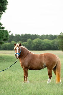 HorseID: 2318116 Happy Hollow Hope - PhotoID: 1105062