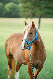 HorseID: 2318116 Happy Hollow Hope - PhotoID: 1105063