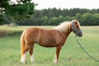 HorseID: 2318116 Happy Hollow Hope - PhotoID: 1105064